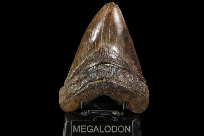 Fossil Megalodon Tooth - Serrated Blade #90056